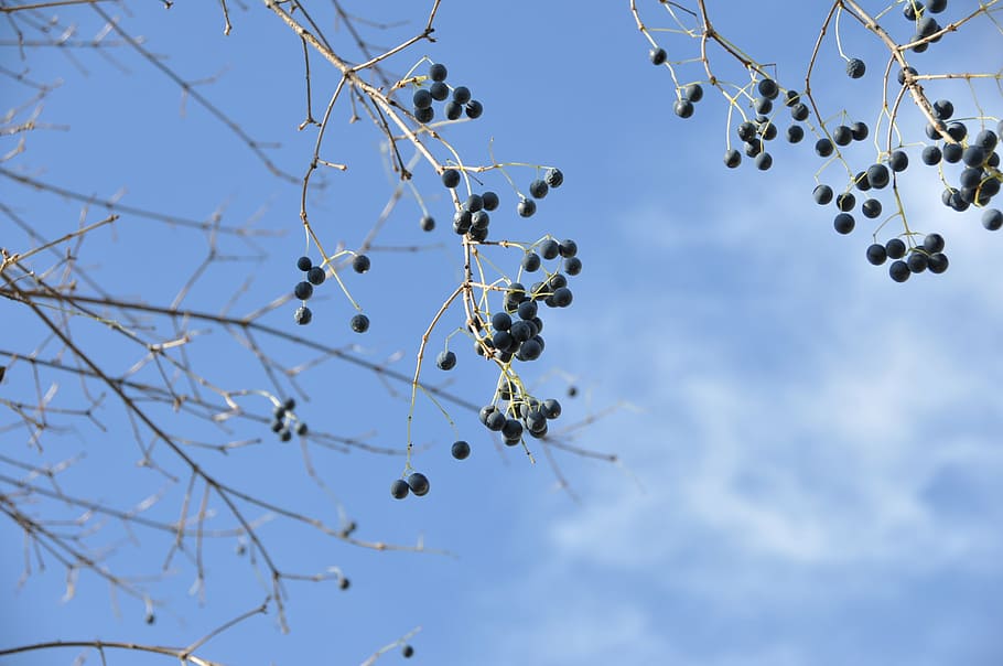 landscape plan, autumn, dead tree, blue, berry, branch, sky HD wallpaper