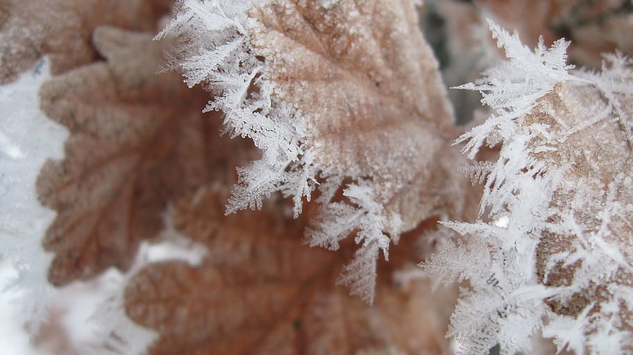 Frost, Winter, Leaf, Crystal, Cold, swnow, flakes, close-up HD wallpaper