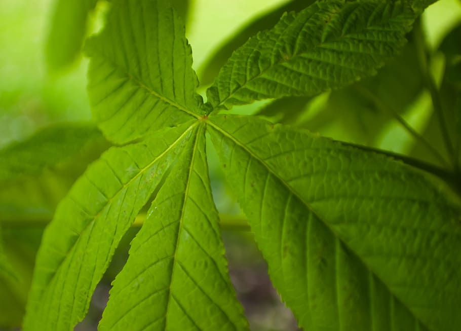 green, macro, spring, summer, nature, leaves, background, season HD wallpaper