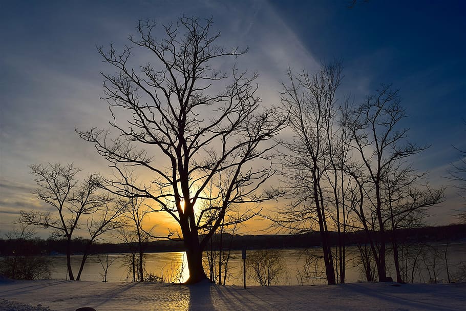 sun behind leafless tree, silhouette, sunset, lake, winter HD wallpaper