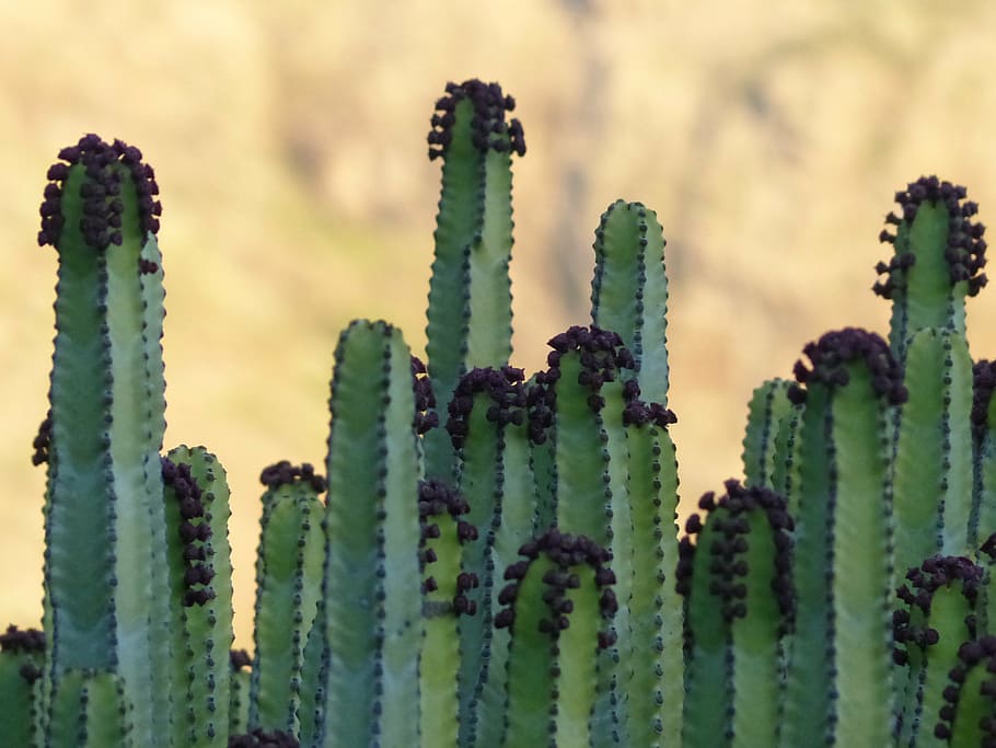 selective focus photography of green cactus plant, canarian spurge, HD wallpaper