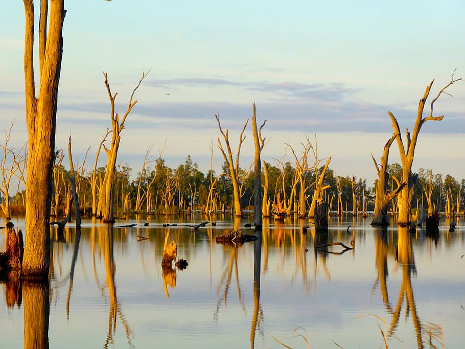 wither tree on body of water, trees, lake, reflections, sunrise HD wallpaper