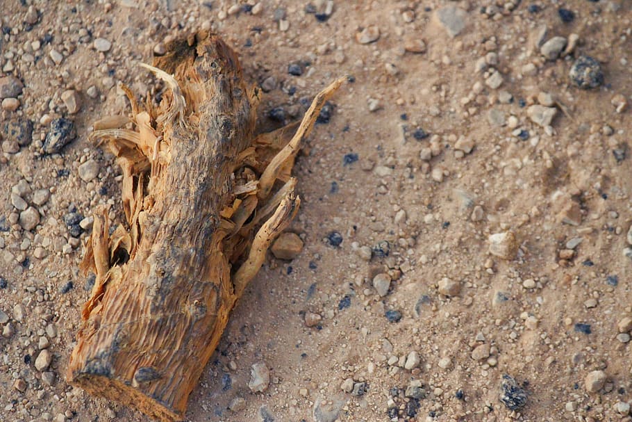 wood, root, earth, sand, soil, sassi, stones, close-up, nature HD wallpaper