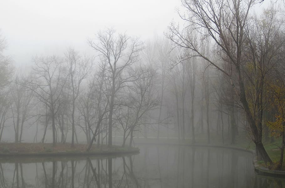 fog, winter, nature, landscape, season, cold, tree, weather HD wallpaper