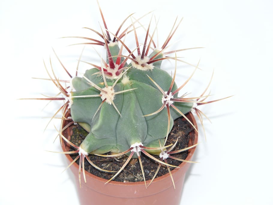 Cactus, Ferocactus Latispinus, cactus greenhouse, cactaceae, spur