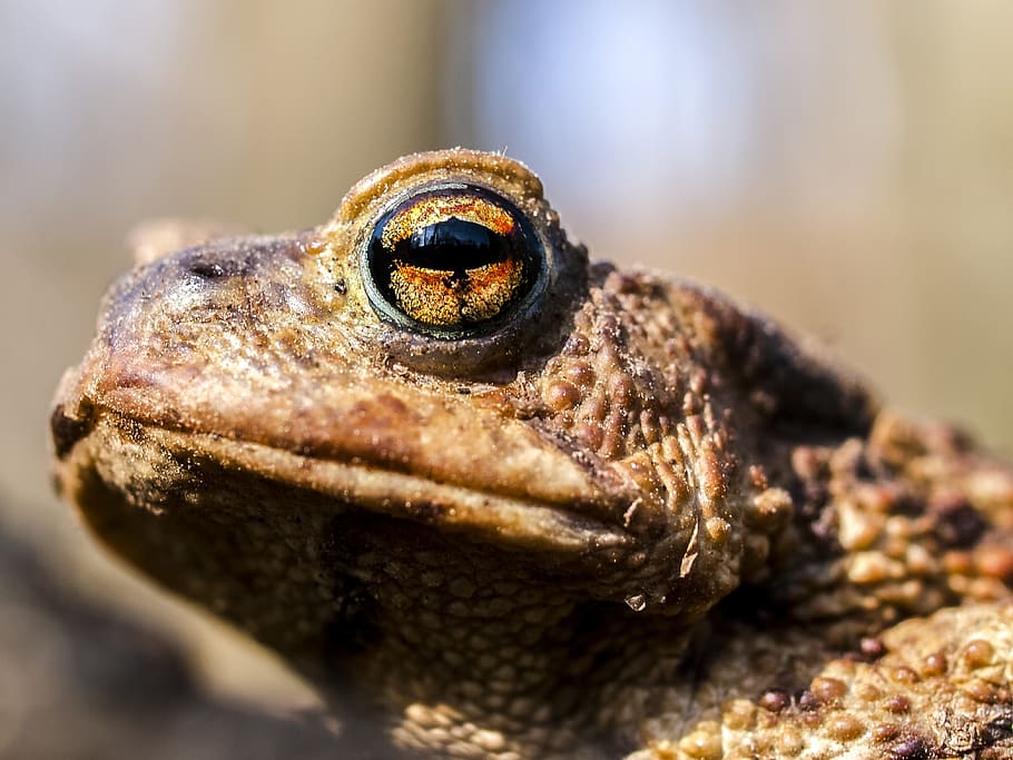 Common Toad, Amphibians, Nature, animal, one animal, animal wildlife HD wallpaper