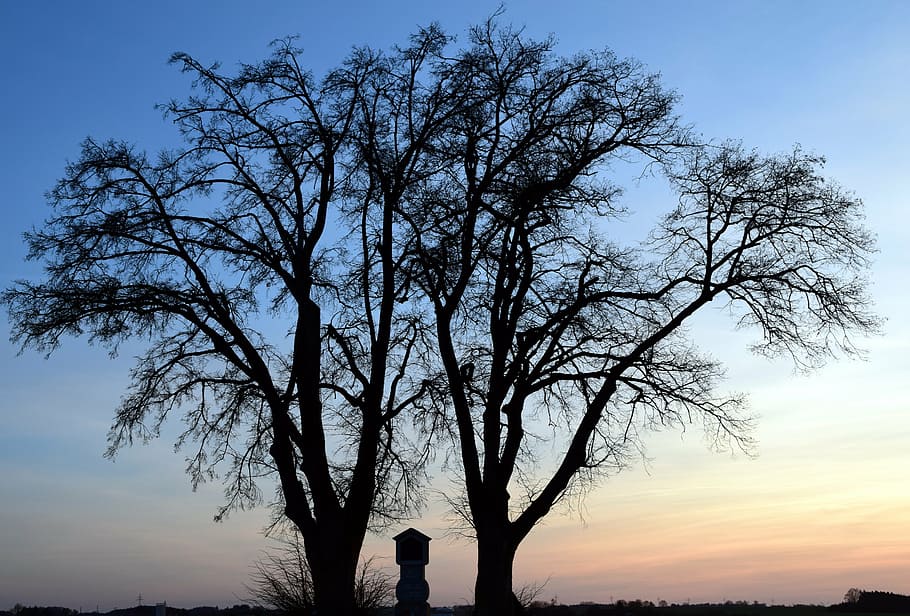 tree, winter, kahl, sunset, field cross, evening, mood, afterglow HD wallpaper