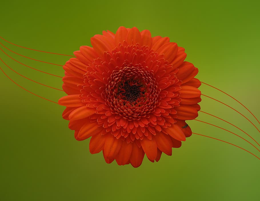 closeup photo of red petaled flower, gerbera, blossom, bloom HD wallpaper