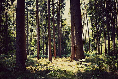 trees under blue sky at daytime, forest, twilight, nature, landscape HD wallpaper