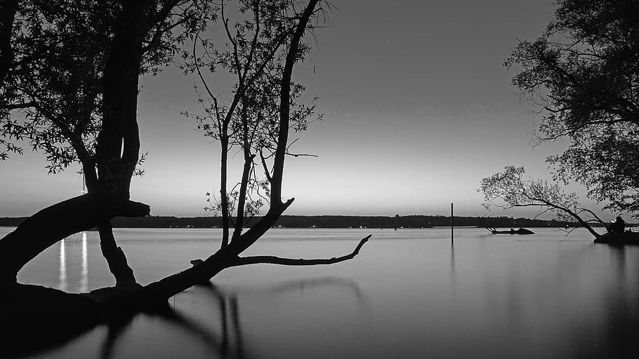 grayscale photo of body of water with trees bending near boat, HD wallpaper