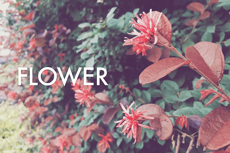 red cluster flower plant, autumn, leaf, nature, season, backgrounds HD wallpaper