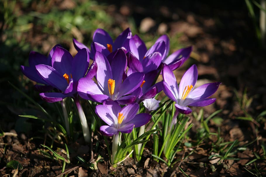 crocus, flowers, spring, spring flower, flowering plant, purple HD wallpaper