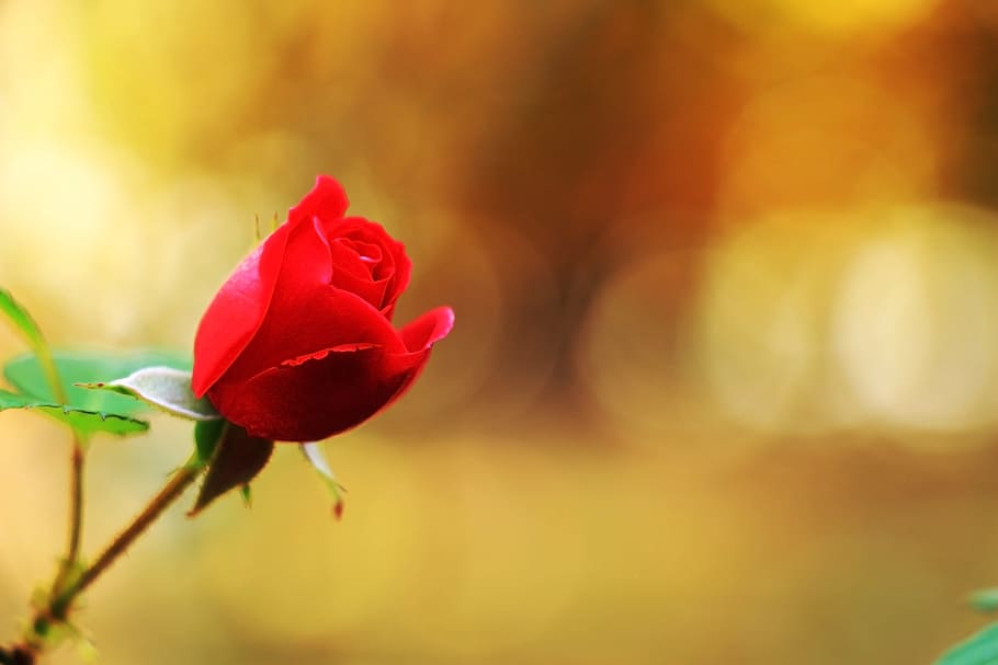 selective focus photography of red rose in bloom, flowers, beautiful HD wallpaper