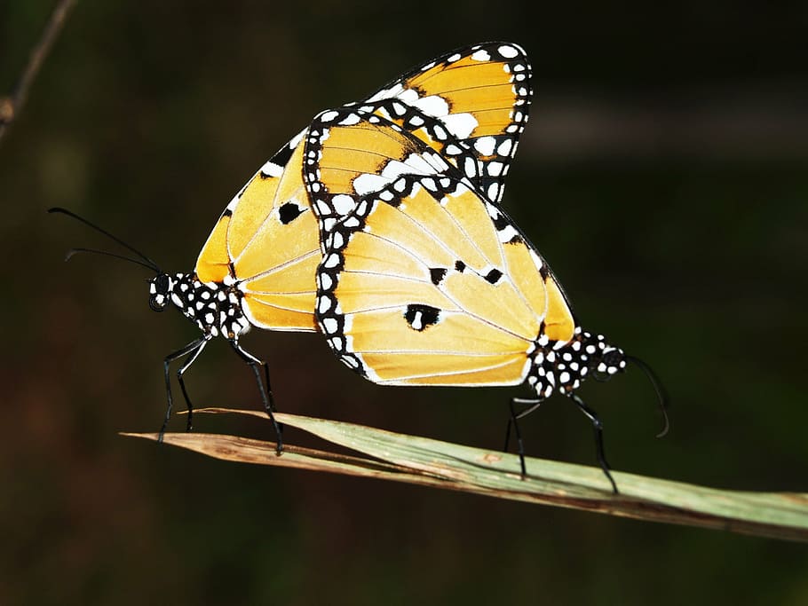 closeup photo of yellow-and-white spotted butterflies mating HD wallpaper