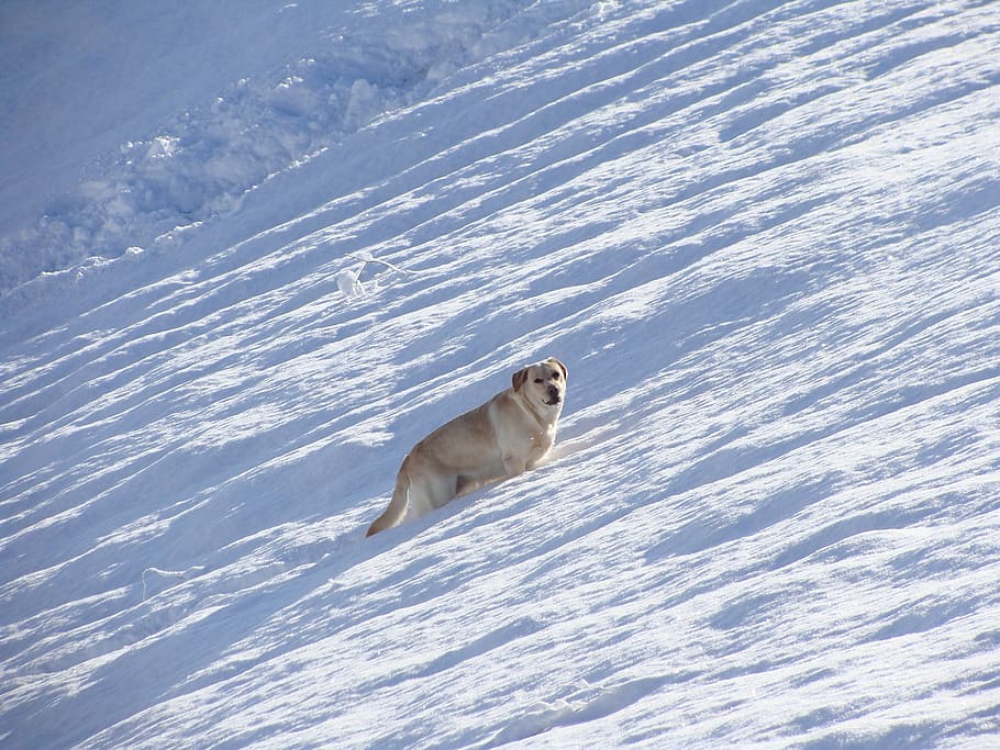 labrador, winter, snow, mammal, one animal, animal themes, cold temperature HD wallpaper