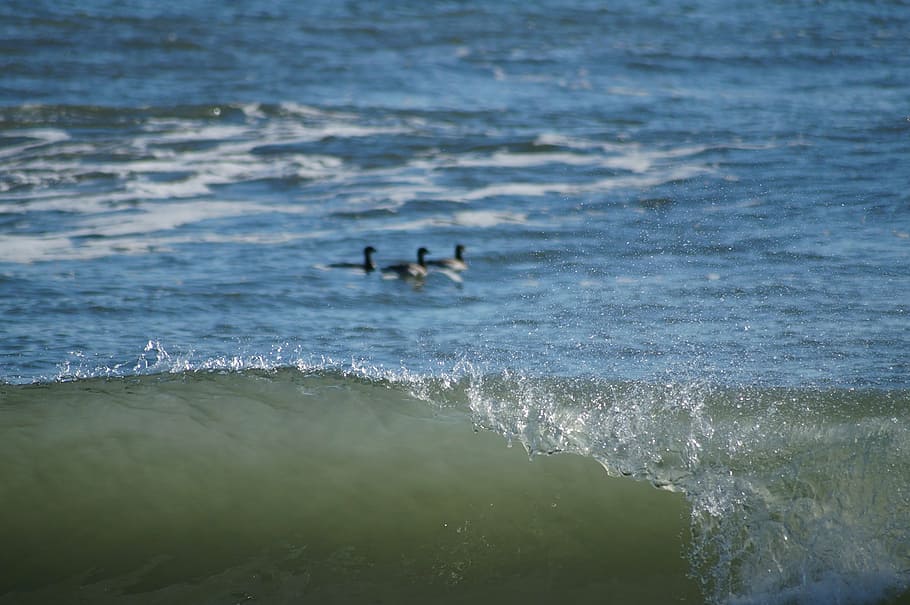 wave, ocean, sea, beach, birds, water, atlantic city, seagull HD wallpaper
