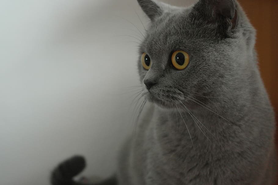 Cat, Home, Eyes, Gaze, one animal, animal head, animal themes HD wallpaper