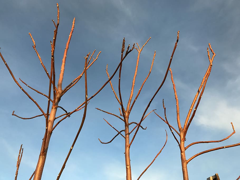 Branches, Sheets, Winter, Tree, Sky, no sheets, kahl, nature HD wallpaper