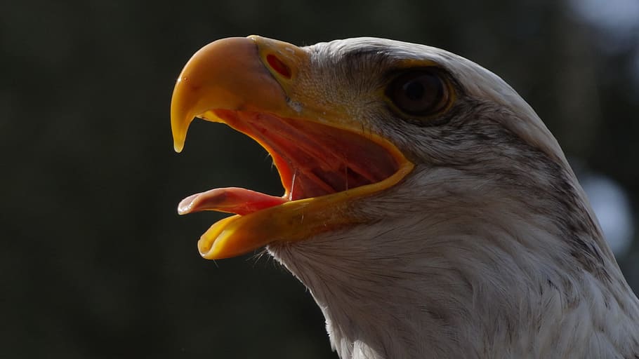 Bald Eagles, Usa, Raptor, Forest, heraldic animal, bird of prey HD wallpaper