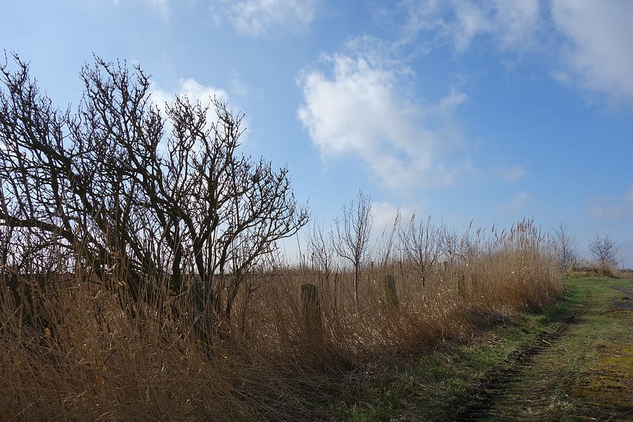 Landscape, Tree, Wayside, sky, lane, kahl, field, rural scene HD wallpaper