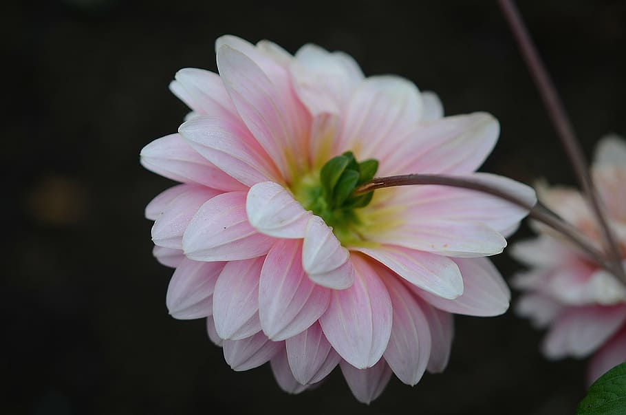 close-up photography of pink dahlia flower in bloom, nature HD wallpaper