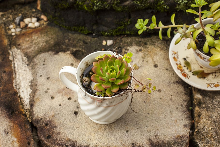 succulent, plant, te, garden, green, decoration, pot, potted, HD wallpaper