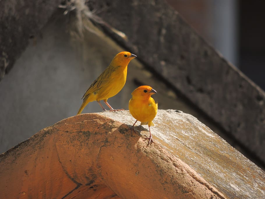 Birds, Nature, Armenia, Quindio, colombia, animal themes, animals in the wild, HD wallpaper