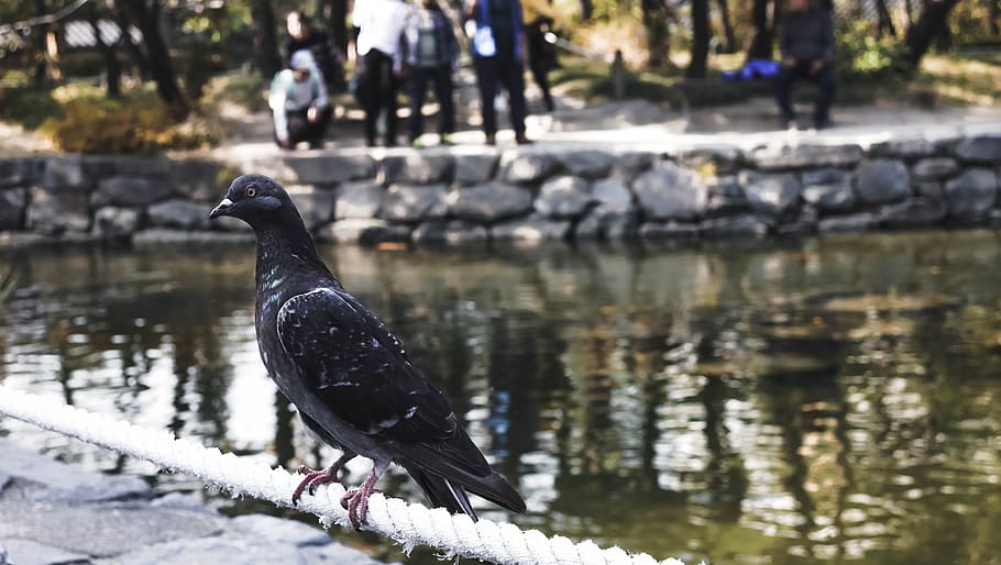 bird, pool, korea, water, island, vacation, travel, animal HD wallpaper