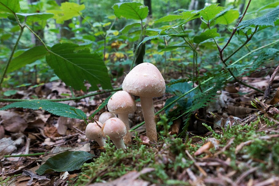 mushroom, forest, moss, forest floor, nature, autumn, moist HD wallpaper