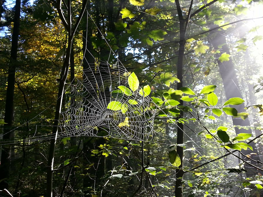 cobweb, spider webs, forest, trees, insect, case, nature, leaf HD wallpaper
