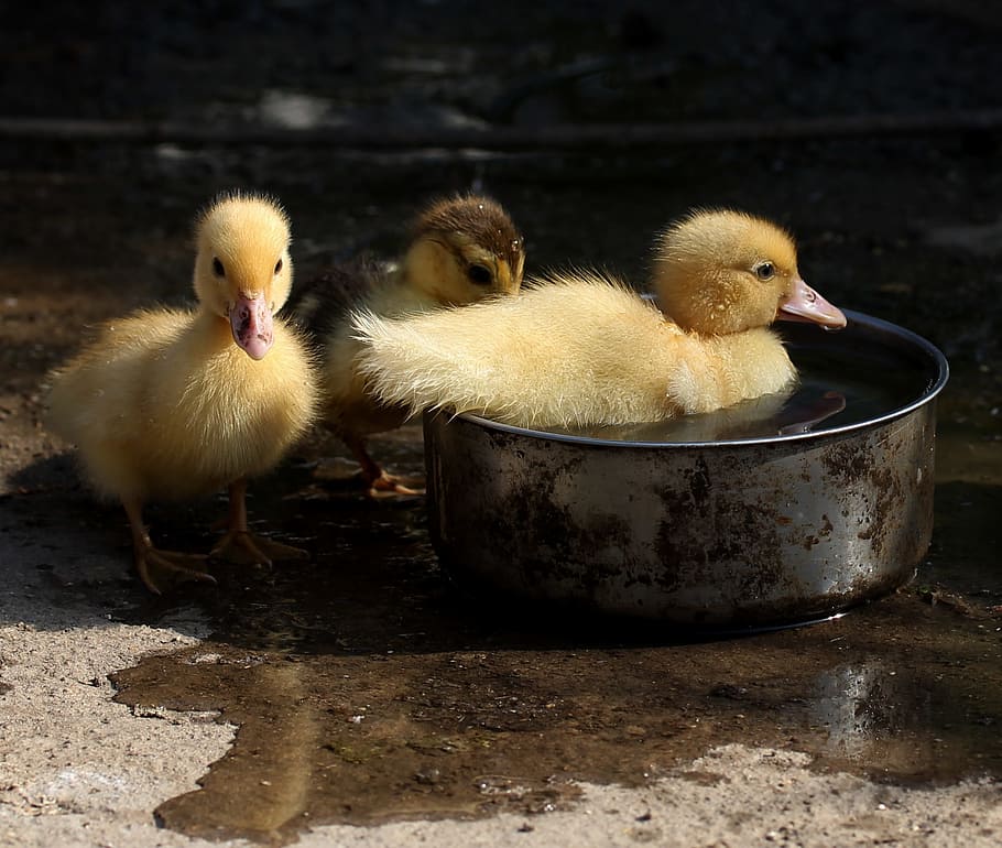 duckling, fluffy, cute, birds, small, yellow, young bird, young animal HD wallpaper