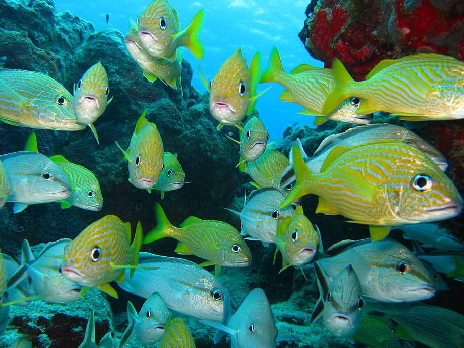 school of green and gray fish, Underwater, Marine, Ocean, Coral HD wallpaper