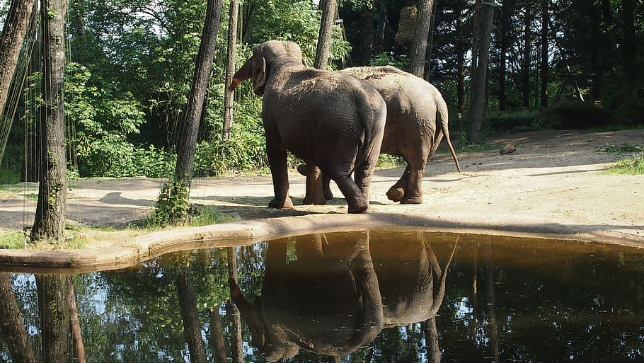 elephant, eat, water, animal themes, mammal, vertebrate, tree HD wallpaper