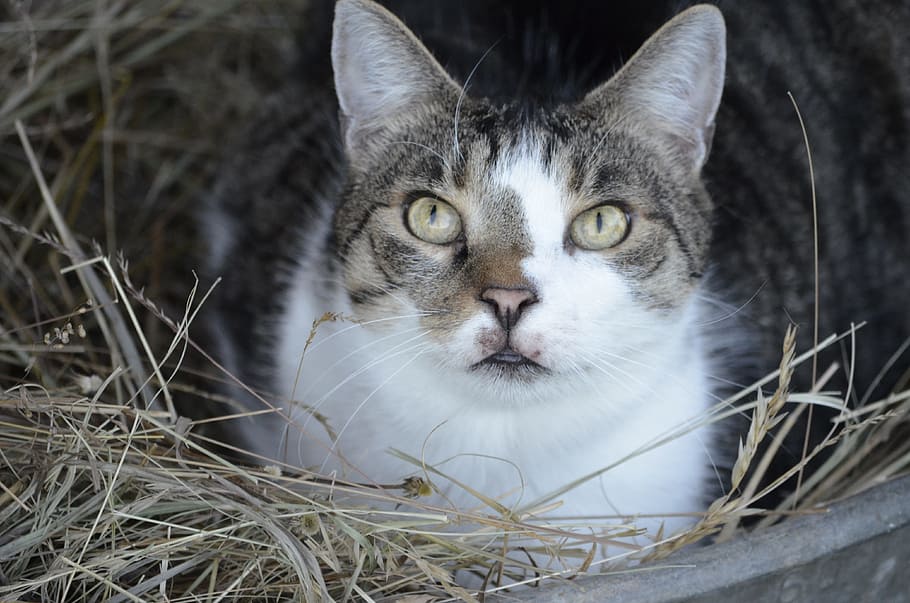 summer, bed, straw bed, cat, nature, animals, animal themes HD wallpaper