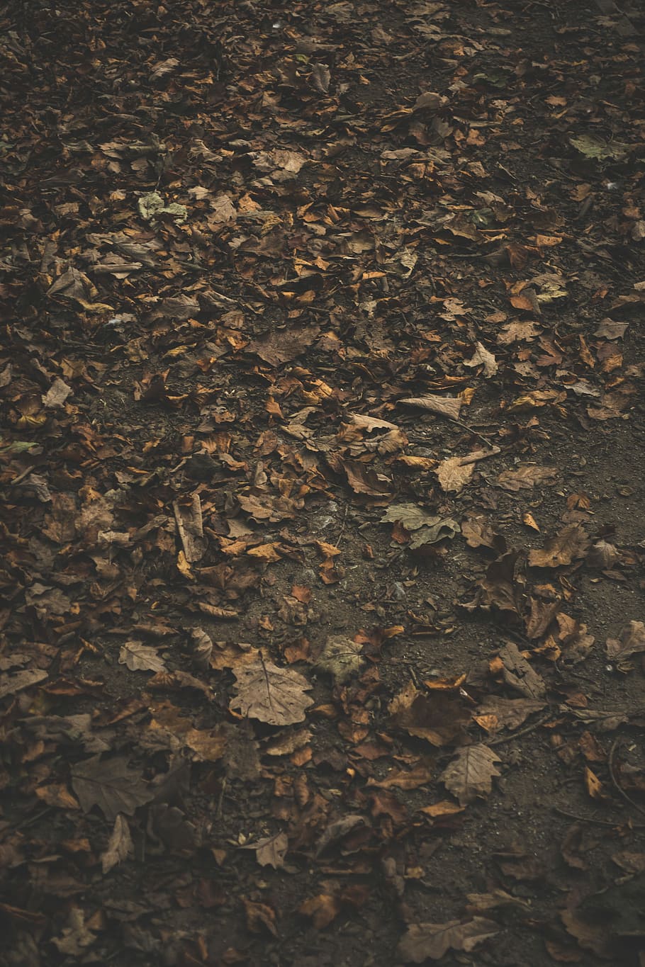 closeup photo of brown leaves on ground, close up photo of autumn leaves HD wallpaper