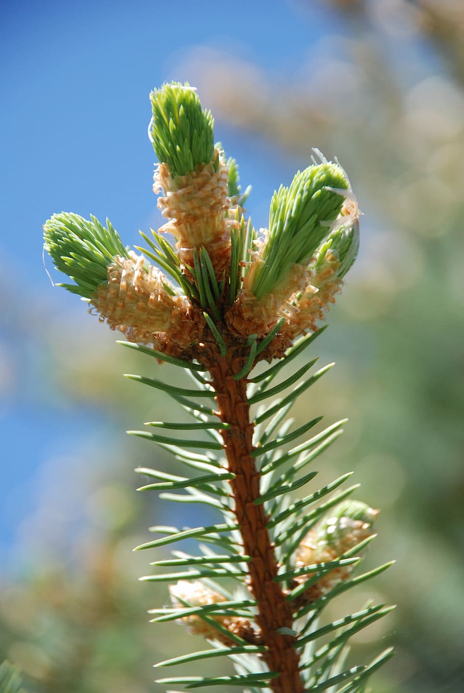 Spring, Spruce, Puck, the puck, plant, no people, nature, day HD wallpaper