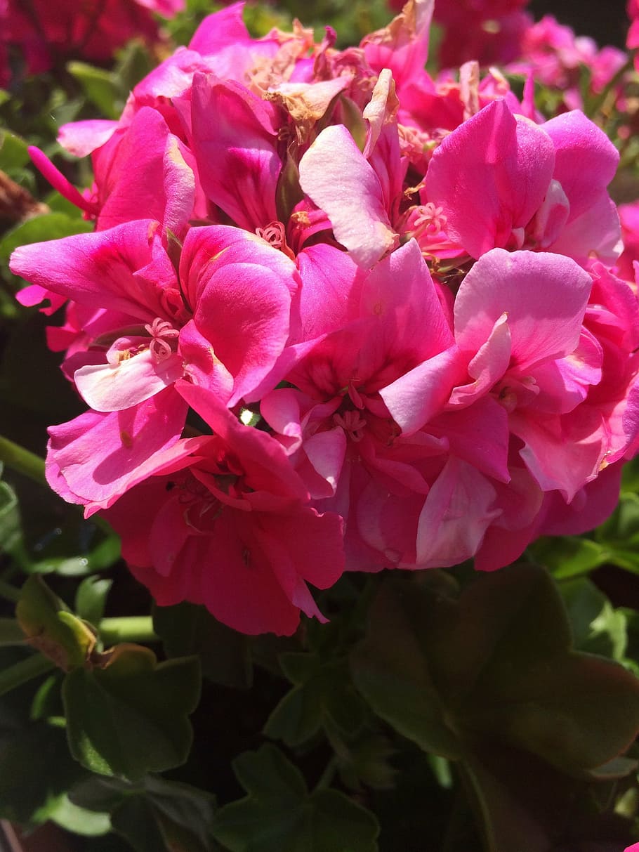 flower, pink, geranium, flowering plant, freshness, beauty in nature HD wallpaper