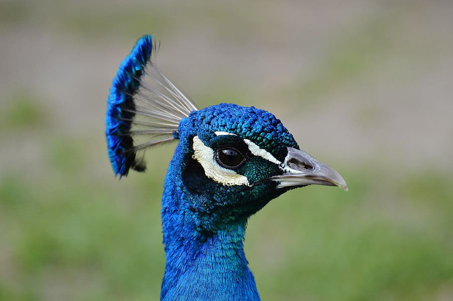 peacock, bird, poultry, feather, bill, nature, pride, beautiful HD wallpaper