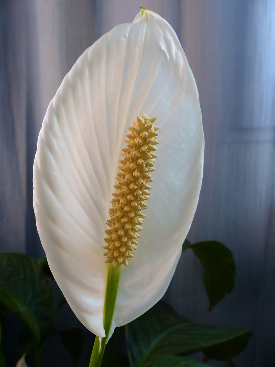 flower, inside flower, plant, interior decorating, white, flowering HD wallpaper