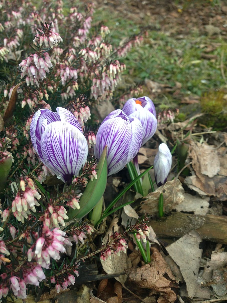 crocus, spring, heather, flowering plant, freshness, vulnerability HD wallpaper