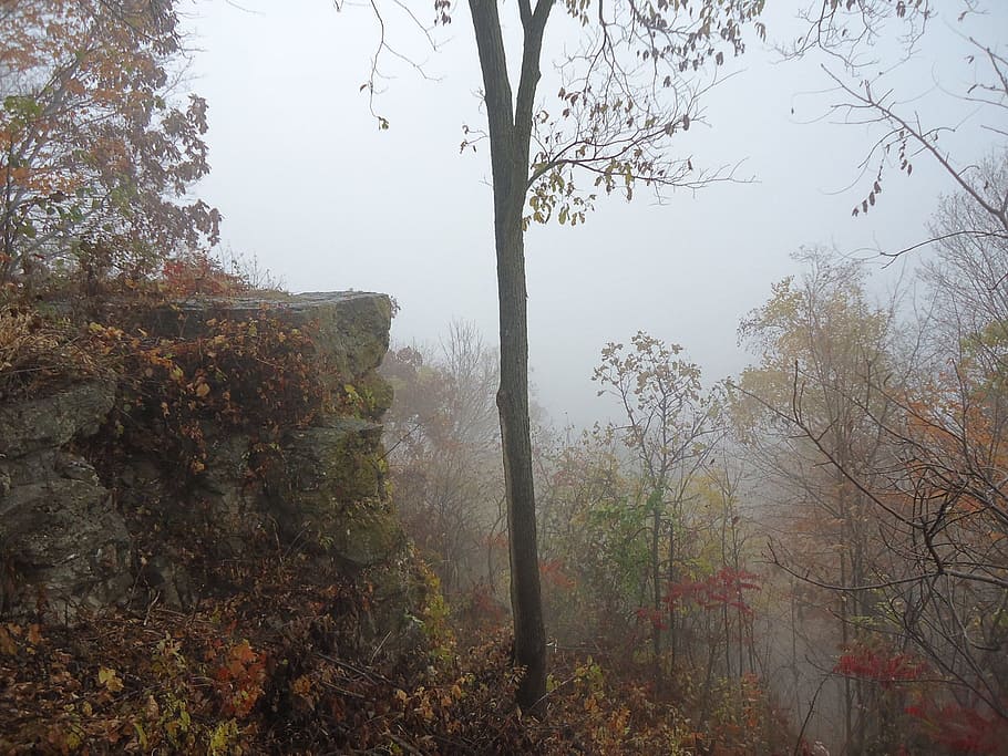 green leafed tree, great river bluffs state park, fog, scenic, HD wallpaper