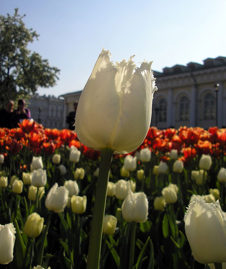 tulip, macro, city, spring flowers, petal, garden flower, white tulip HD wallpaper