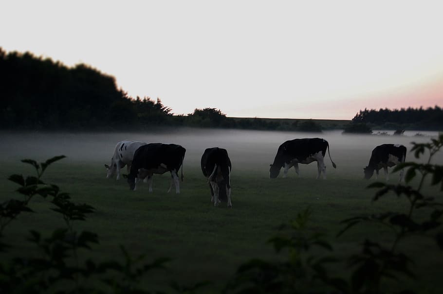 cows-in-the-fog-graze-nature-weather.jpg