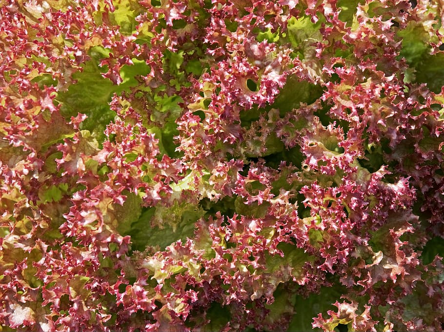 Lettuce, Leaf, Leaves, Salad, Fresh, red, healthy, slimming HD wallpaper