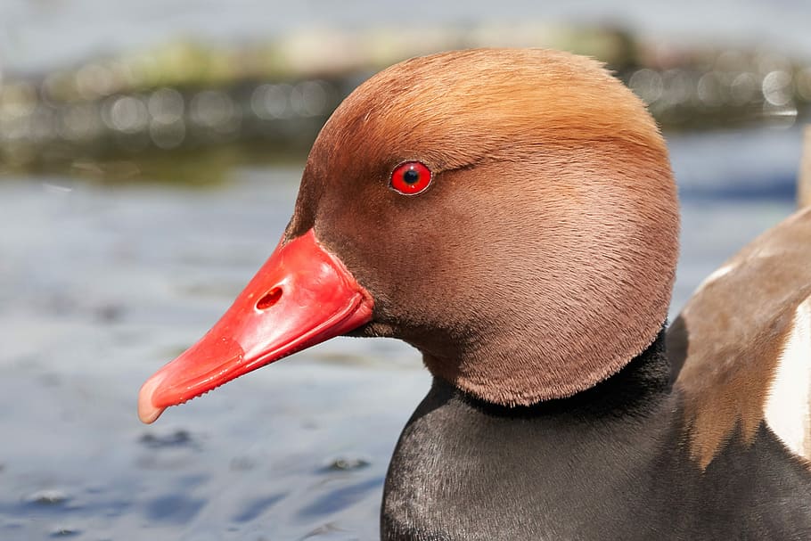 duck, bill, red, eye, waters, bird, nature, one animal, animal themes HD wallpaper
