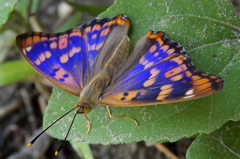 butterfly, blue, coloring, leaf, insecta, animal wildlife, animal themes HD wallpaper