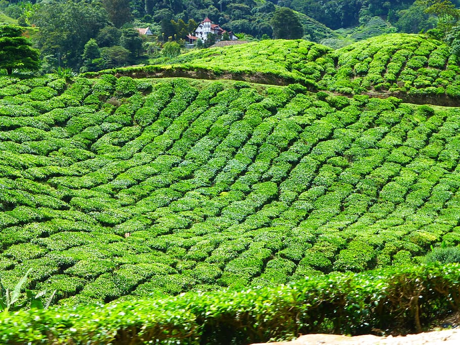 Malaysia, Tea, Cameron, agriculture, tea crop, green color HD wallpaper