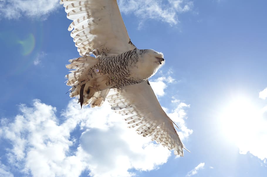 owl, heaven, fly, flight, air, blue sky, clouds, wing, nature, HD wallpaper