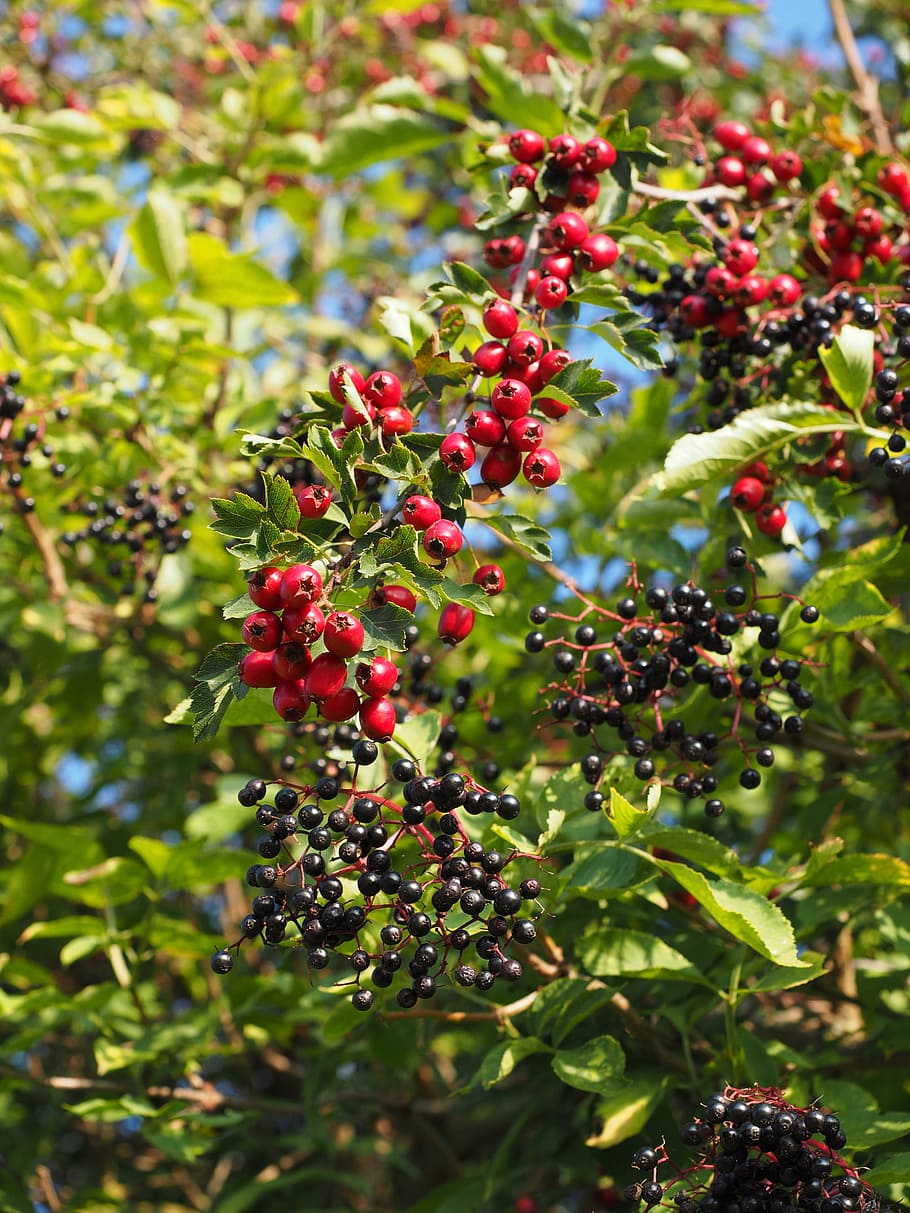 Bush, Scrub, Hedge, Berries, Fruits, red, eingriffeliger hawthorn