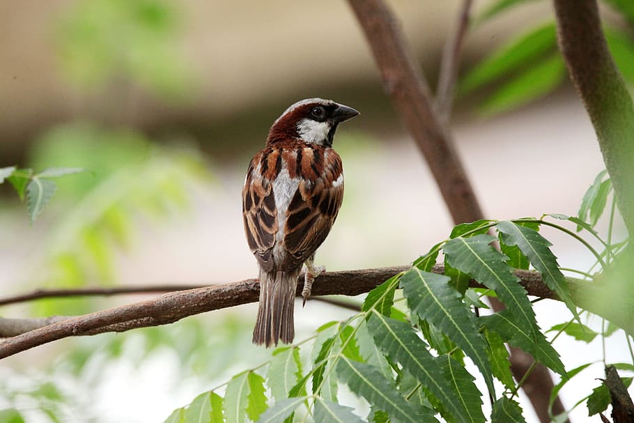 birds, tree, leaf, spring, floral, summer, forest, animal, flower HD wallpaper